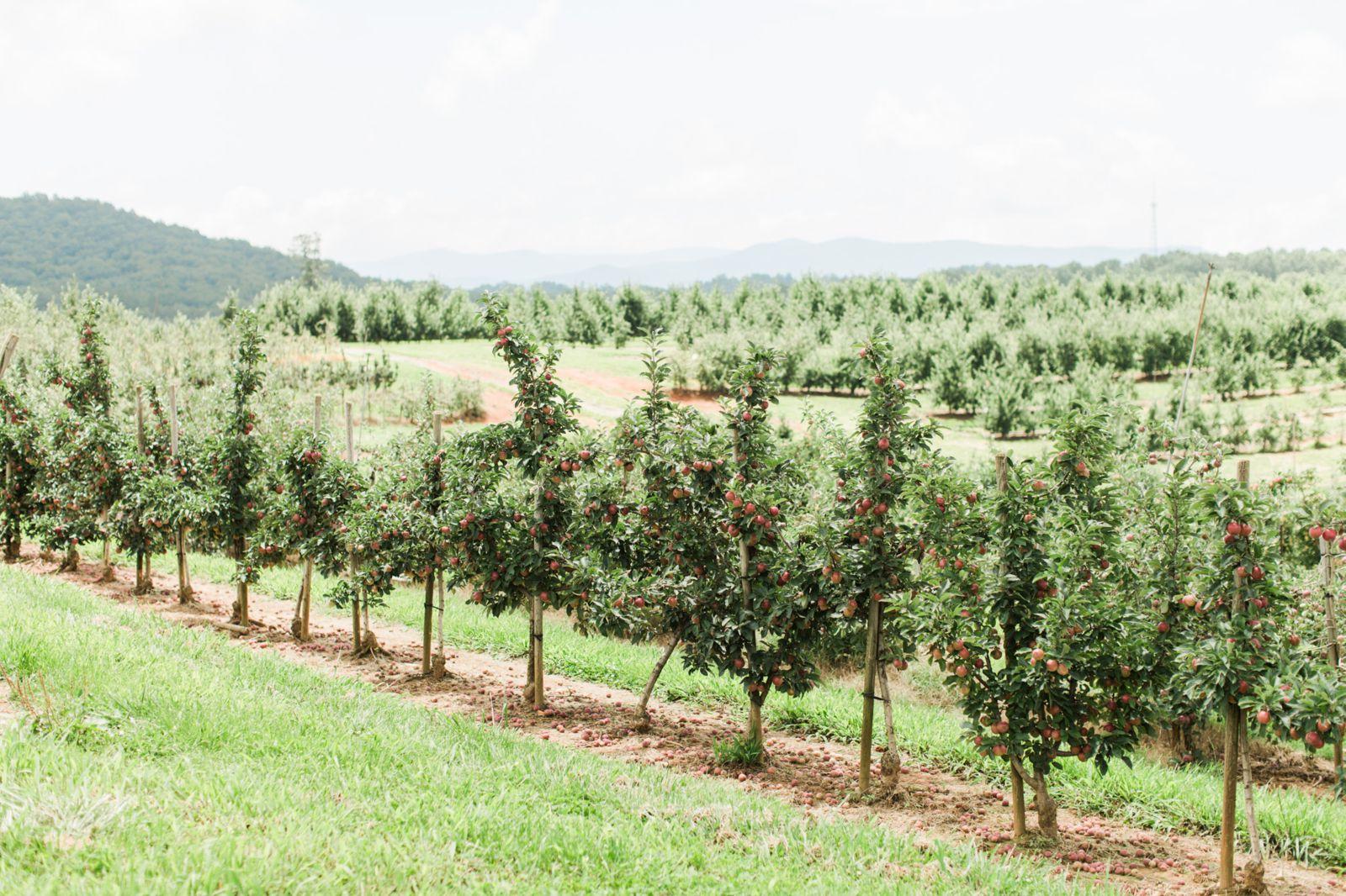 Apple orchard