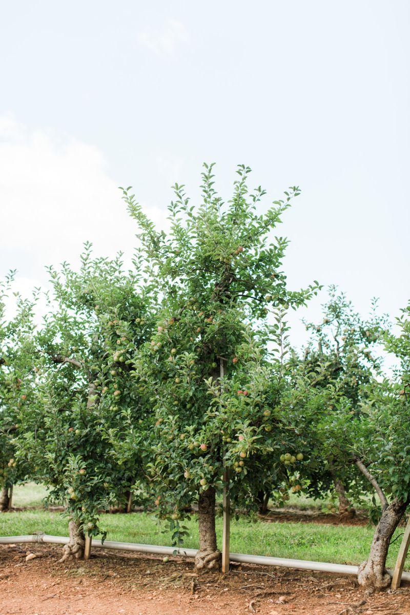 Apple trees